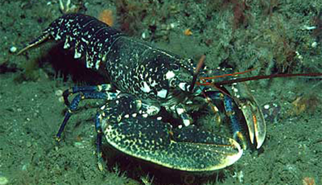 Homarus Aqua Fish